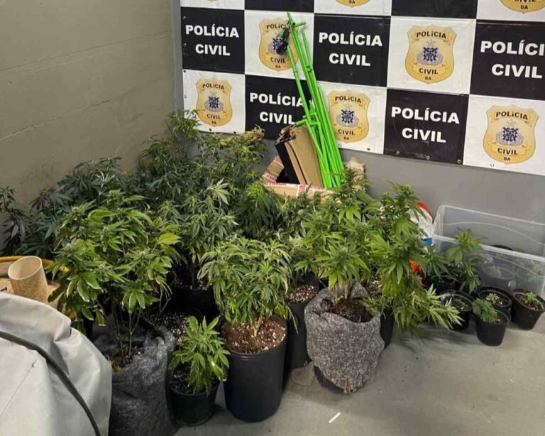 estufas-de-maconha-no-rio-vermelho-em-salvador-foto-policia-civil-1