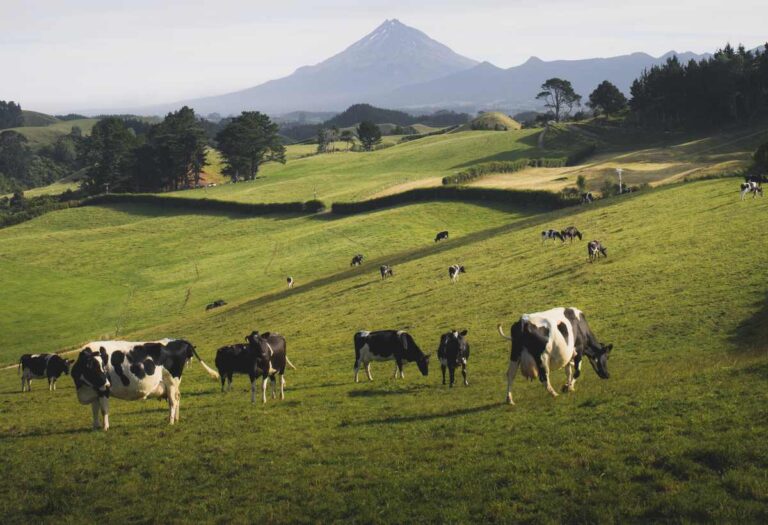 mercado_boi_gordo_foto_freepik