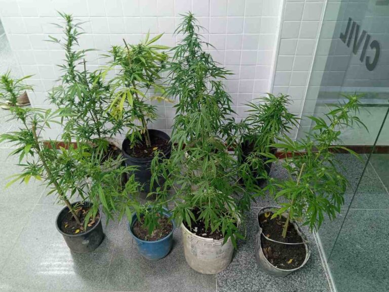 pe-de-maconha-apreensao-sao-goncalo-dos-campos-foto-policia-militar