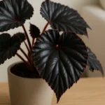A-beleza-rara-da-begonia-negra-e-como-cuidar-sem-perder-a-coloracao-intensa-1280x720-1