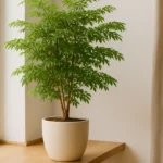 Arvore-da-felicidade-como-posicionar-no-feng-shui-para-atrair-prosperidade-e-harmonia-1280x720-1