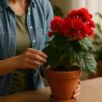 Begonia-4-truques-para-evitar-fungos-e-estimular-novas-brotacoes-1280x720-1