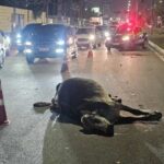 Carro-atinge-duas-vacas-soltas-na-Avenida-Noide-Cerqueira3