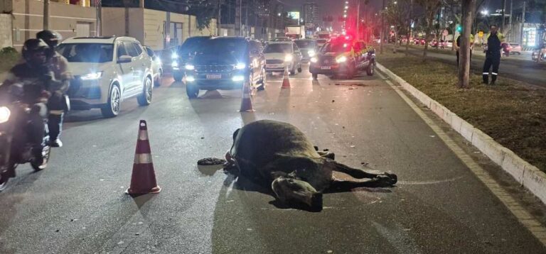 Carro-atinge-duas-vacas-soltas-na-Avenida-Noide-Cerqueira3