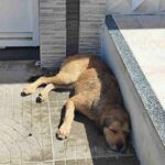 Posto-de-saude-Gabriela-II-esta-infestado-por-carrapatos-4