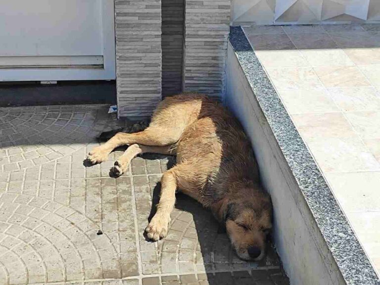 Posto-de-saude-Gabriela-II-esta-infestado-por-carrapatos-4