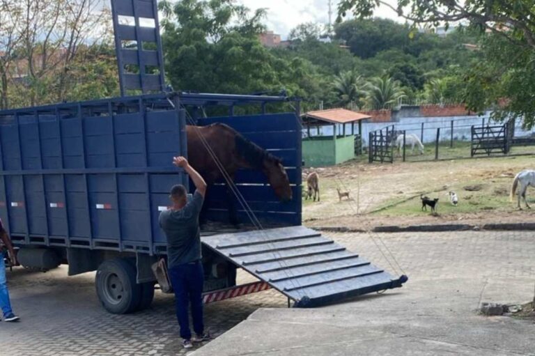 animais-de-grande-porte-foto-divulgacao-centro-de-zoonoses
