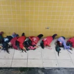 apreensao-de-aves-silvestres-em-FSA-4