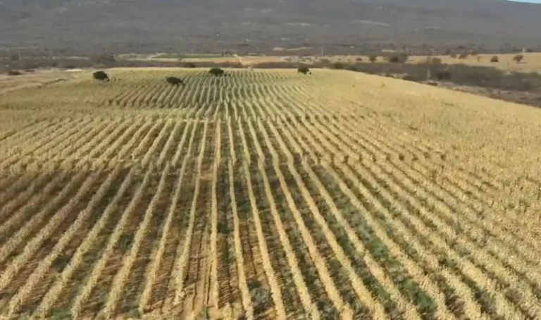 apreensao-de-maconha-planta-