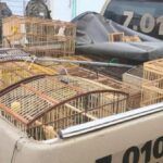 aves-silvestres-apreendidas-pela-policia-militar-em-Catu-foto-reproducao-bahia-noticias