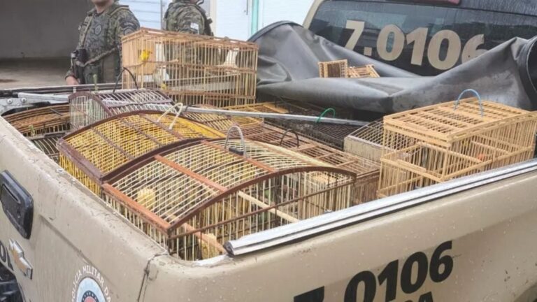 aves-silvestres-apreendidas-pela-policia-militar-em-Catu-foto-reproducao-bahia-noticias