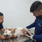 cadela-com-cancer-ft-ney-silva-acorda-cidade-