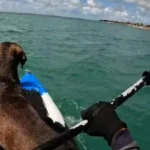 caes-sao-resgatados-no-mar