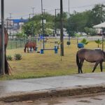 cavalo-solto-lixo-lagoa-grande-foto-ed-santos-acorda-cidade-04