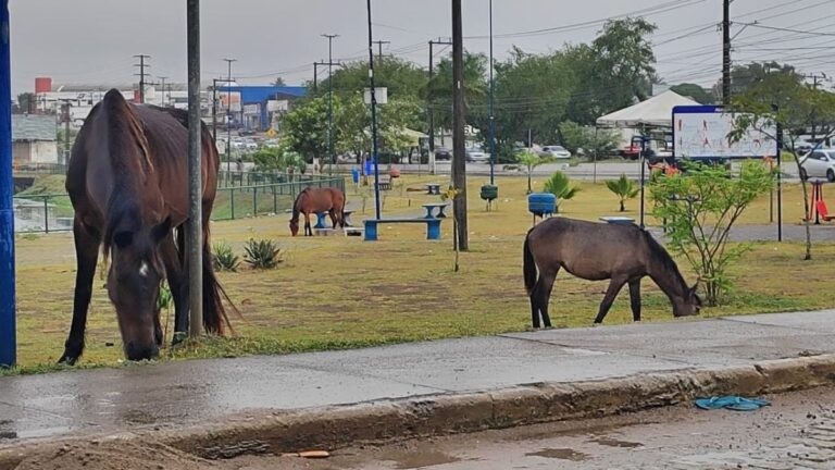cavalo-solto-lixo-lagoa-grande-foto-ed-santos-acorda-cidade-04
