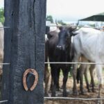 exposicao-itinerante-celebra-o-vaqueiro-e-suas-raizes-na-cultura-feirense