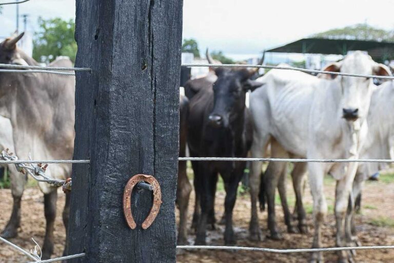exposicao-itinerante-celebra-o-vaqueiro-e-suas-raizes-na-cultura-feirense