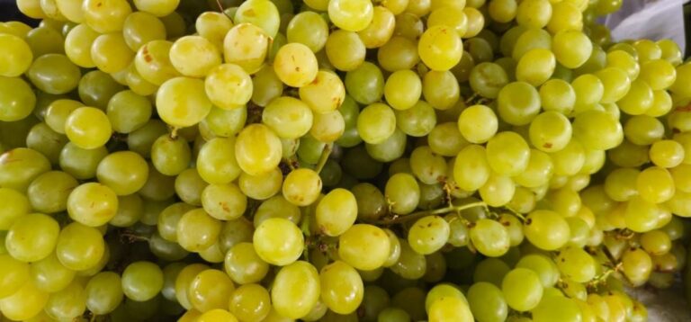 feirinha-da-estacao-nova-foto-pj-acorda-cidade-4