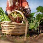 futuro-justo-da-alimentacao-e-agricultura-regenerativa-foto-Pexels-1