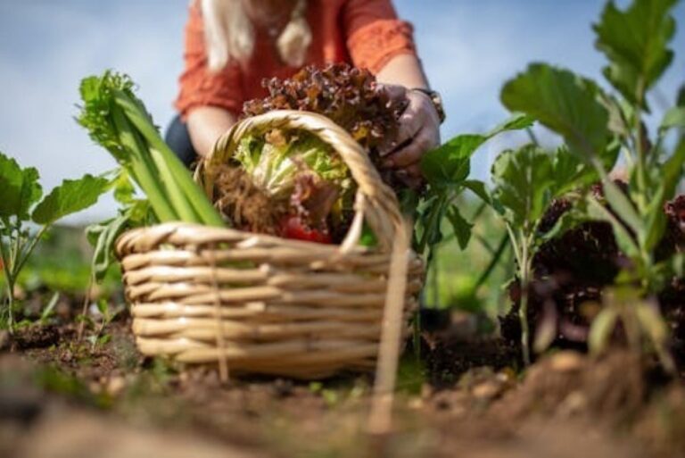 futuro-justo-da-alimentacao-e-agricultura-regenerativa-foto-Pexels
