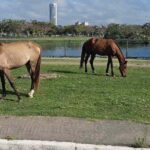 lagoa-grande-foto-pj-acorda-cidade-4