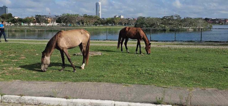 lagoa-grande-foto-pj-acorda-cidade-4