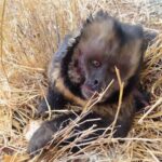 macaco-prego-fotoprf