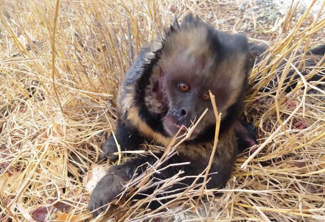 macaco-prego-fotoprf