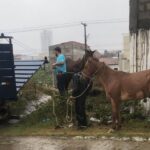 prefeitura-retira-cavalos-soltos-da-lagoa-grande-foto-divulgacao-secretaria-municipal-de-saude