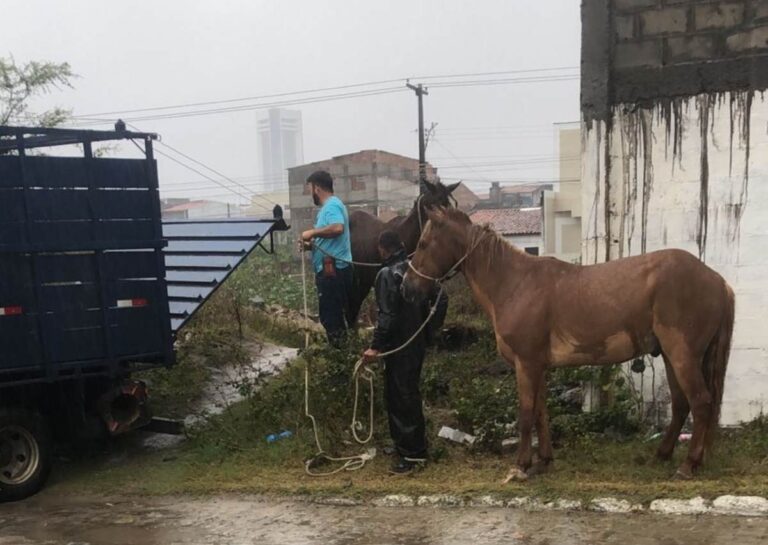 prefeitura-retira-cavalos-soltos-da-lagoa-grande-foto-divulgacao-secretaria-municipal-de-saude