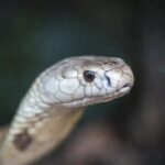 serpente-foto-ivan-mattos-zoologico-de-brasilia