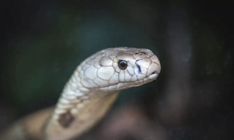 serpente-foto-ivan-mattos-zoologico-de-brasilia