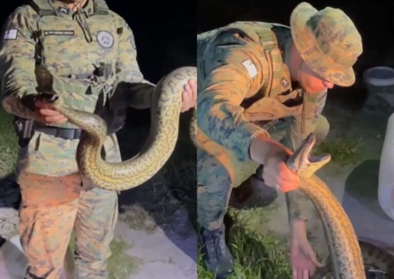 sucuri-zona-urbana-porto-seguro-bahia-foto-reproducao-