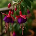 5-formas-de-usar-a-fucsia-na-sacada-e-atrair-beija-flores-com-flores-pendentes-1280x720-1