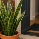 5-motivos-para-ter-espada-de-sao-jorge-na-entrada-e-atrair-protecao-energetica-1280x720-1