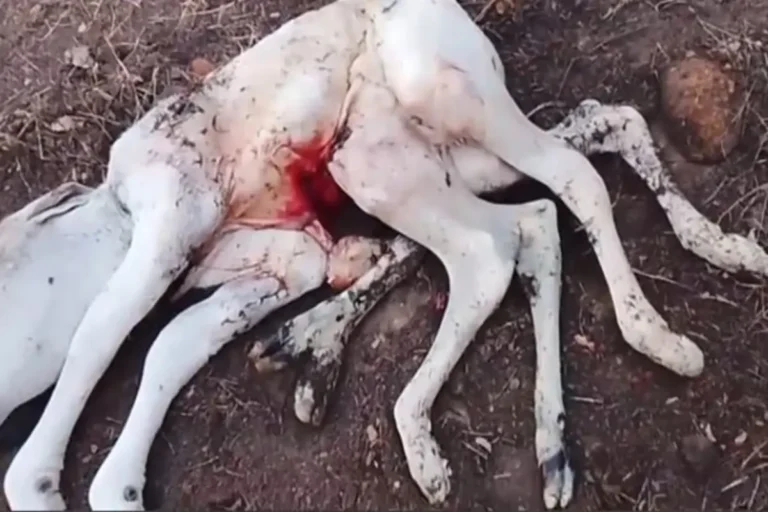 5404-achei-sudoeste-bezerro-8-patas-em-palmas-de-monte-alto