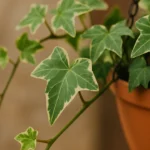 6-formas-de-usar-hera-inglesa-para-dar-volume-a-composicoes-suspensas-1280x720-1