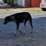 Animais-abandonados-no-Jomafa-ft-Ed-Santos-Acorda-Cidade