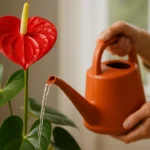 Anturio-o-segredo-da-rega-certa-que-garante-flores-vermelhas-intensas-o-ano-todo-1280x720-1