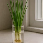 Cebolinha-replantada-na-agua-veja-quanto-tempo-ela-dura-e-como-colher-sem-parar-1280x720-1