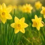 Descubra-como-plantar-narciso-e-ter-flores-douradas-que-anunciam-a-primavera-1280x720-1