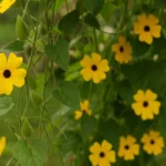 Descubra-o-melhor-mes-para-plantar-susana-de-olhos-negros-e-ter-flores-o-ano-inteiro-1280x720-1