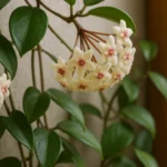 Flor-de-cera-como-cultivar-e-fazer-florescer-essa-trepadeira-cheia-de-charme-1280x720-1