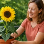 Girassol-em-vaso-o-segredo-para-ter-flores-com-ate-25-cm-de-diametro-1280x720-1