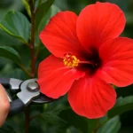 Hibisco-3-podas-por-ano-sao-suficientes-para-ativar-a-floracao-intensa-1280x720-1