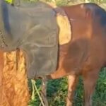 Homem-foi-encontrado-morto-Foto-Reproducao-Redes-Sociais-171125