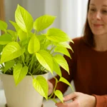 Jiboia-Neon-3-jeitos-de-realcar-o-brilho-das-folhas-com-luz-indireta-1280x720-1