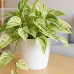 Jiboia-branca-veja-como-usar-essa-variacao-elegante-na-decoracao-minimalista-1280x720-1