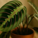 Maranta-riscada-veja-como-preservar-os-desenhos-da-folha-sem-desbotar-1280x720-1