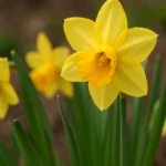Narciso-por-que-essa-flor-simboliza-renovacao-e-deve-ser-plantada-no-outono-1280x720-1